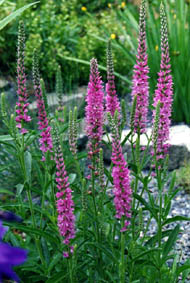 Veronica spicata 'Rosea'